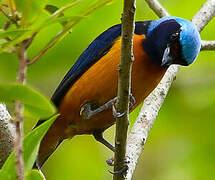 Elegant Euphonia