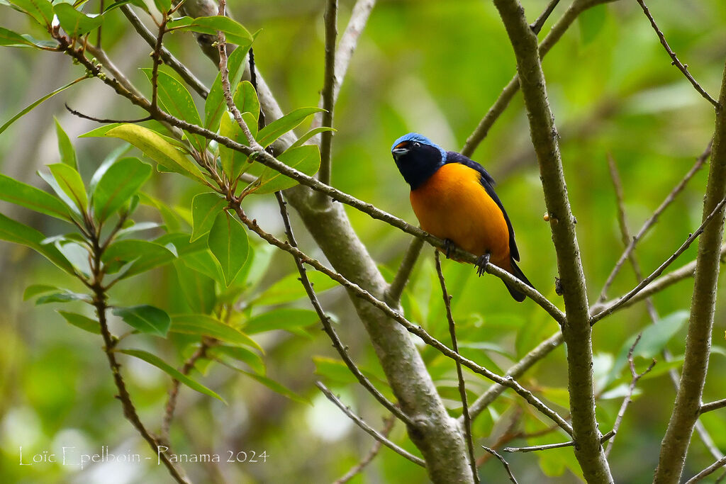 Elegant Euphonia