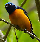 Elegant Euphonia