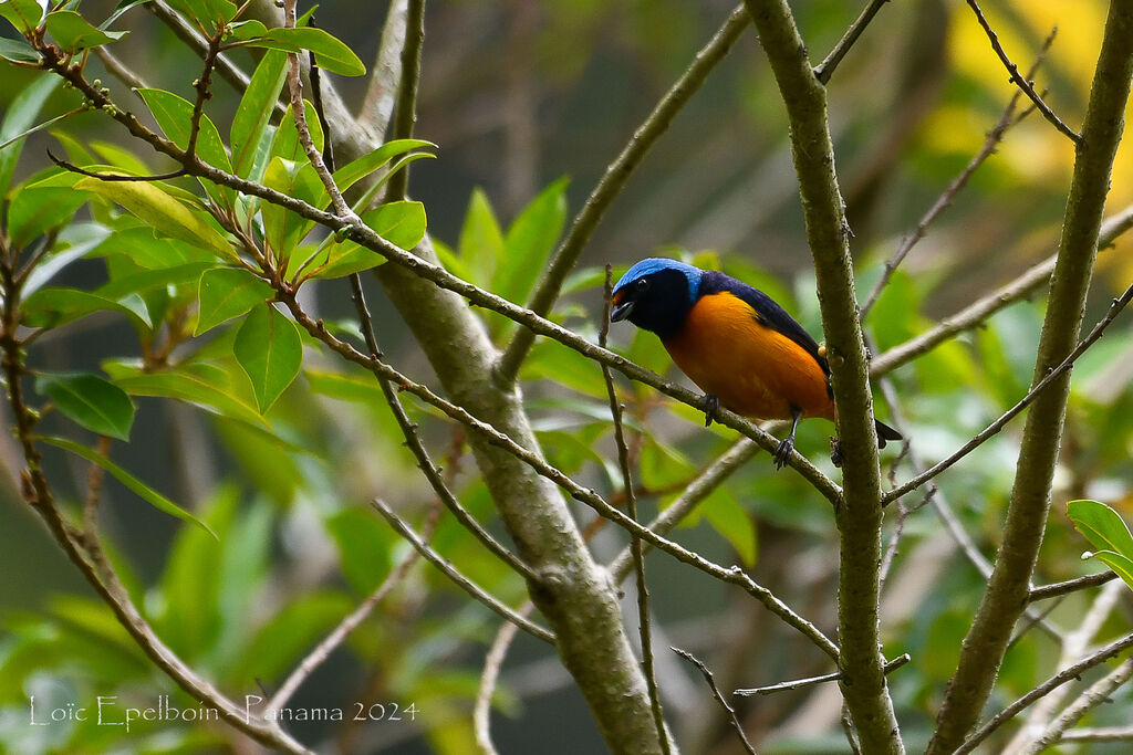 Elegant Euphonia