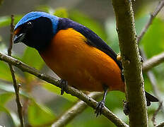 Elegant Euphonia