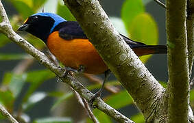 Elegant Euphonia