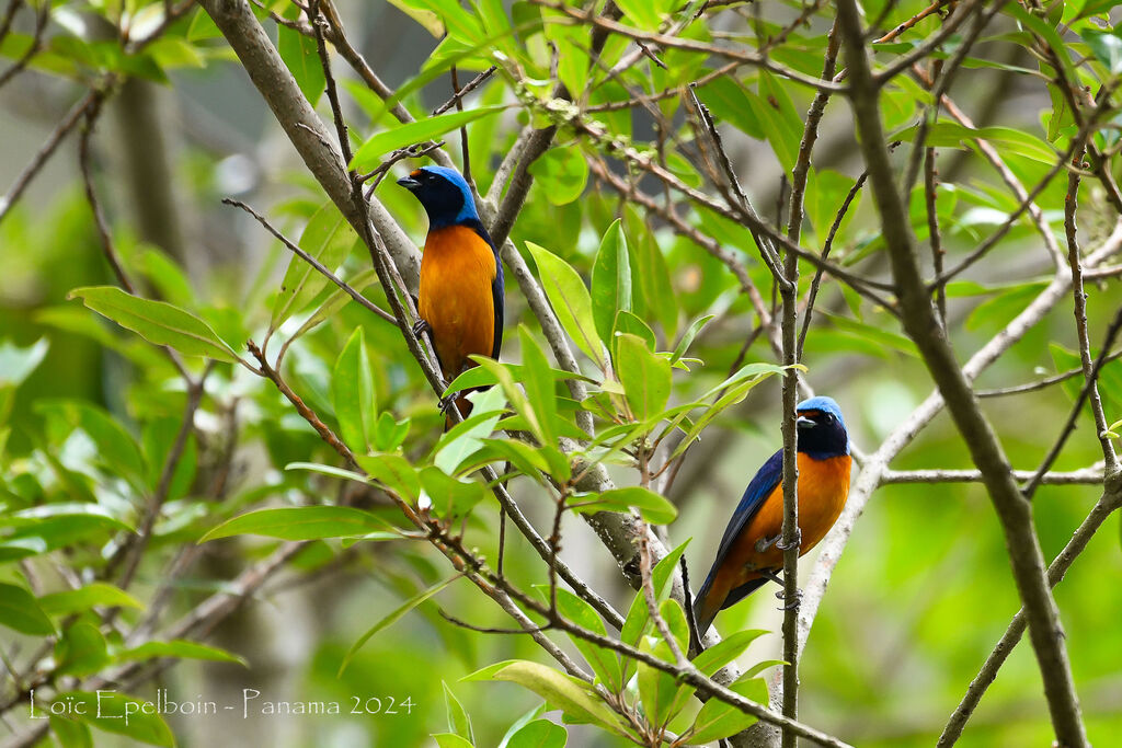 Elegant Euphonia