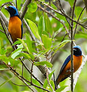 Elegant Euphonia