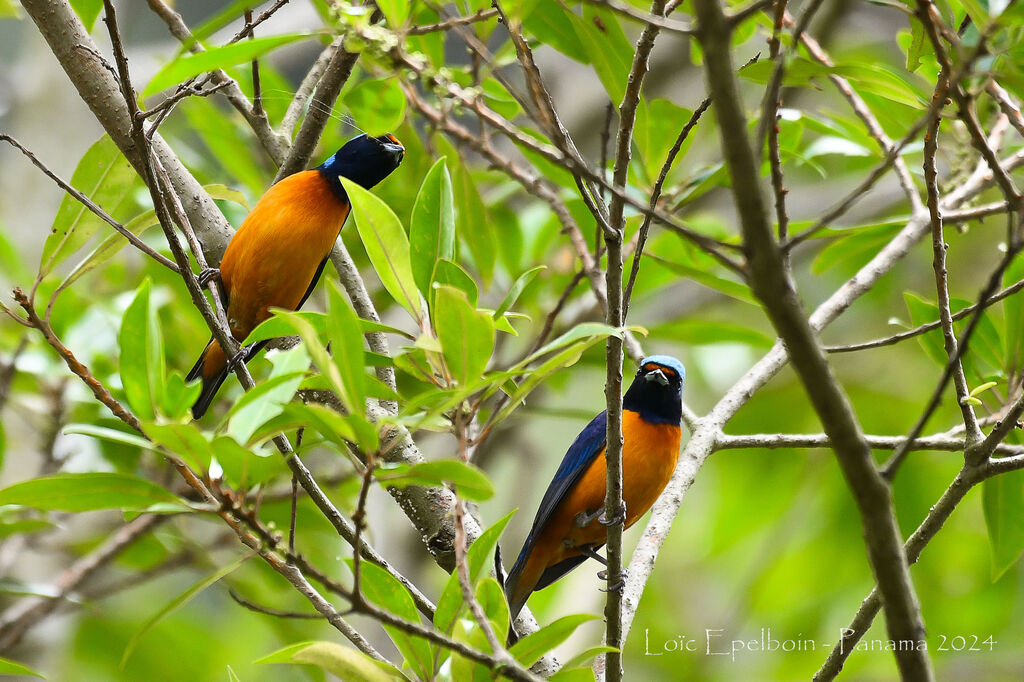 Elegant Euphonia