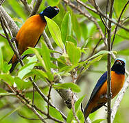 Elegant Euphonia