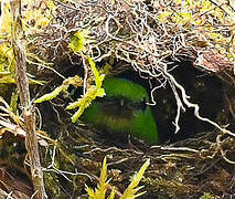 Golden-browed Chlorophonia