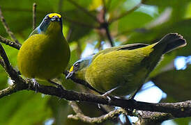 Lesser Antillean Euphonia