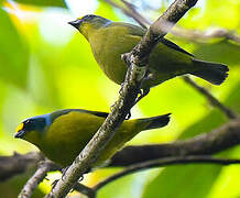 Lesser Antillean Euphonia