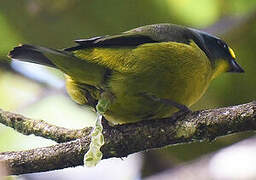 Lesser Antillean Euphonia