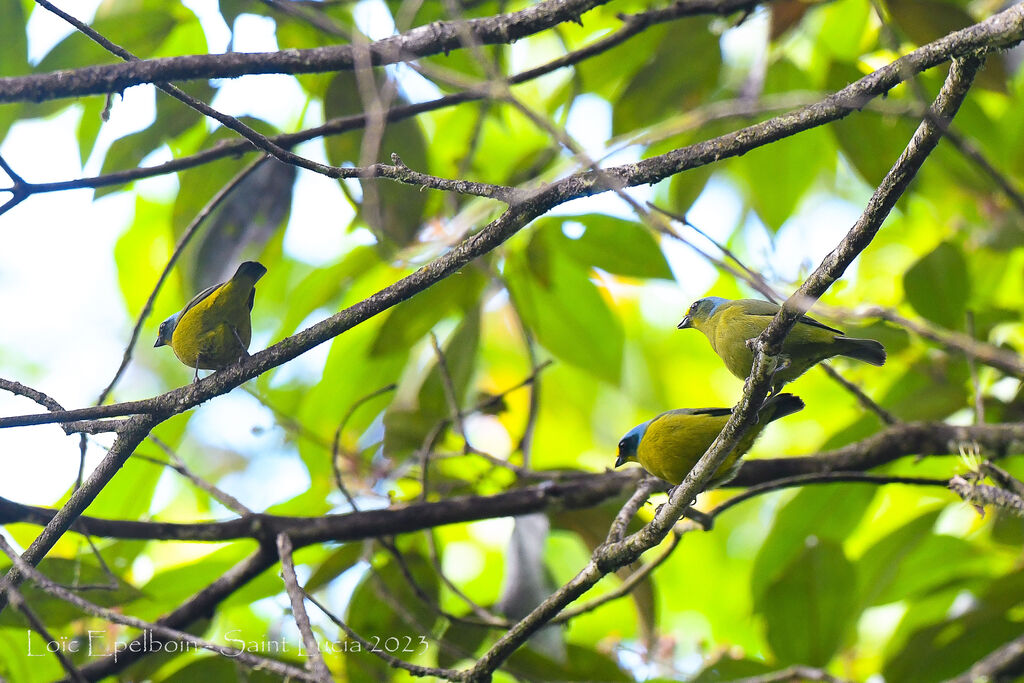 Lesser Antillean Euphonia