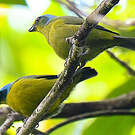 Organiste des Petites Antilles