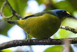 Lesser Antillean Euphonia