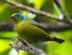 Lesser Antillean Euphonia