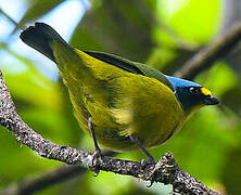 Lesser Antillean Euphonia