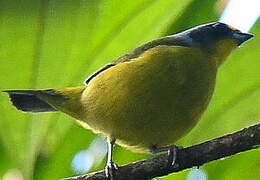 Lesser Antillean Euphonia