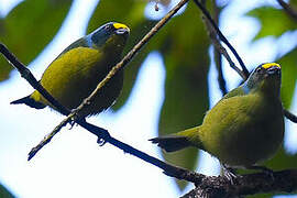 Lesser Antillean Euphonia