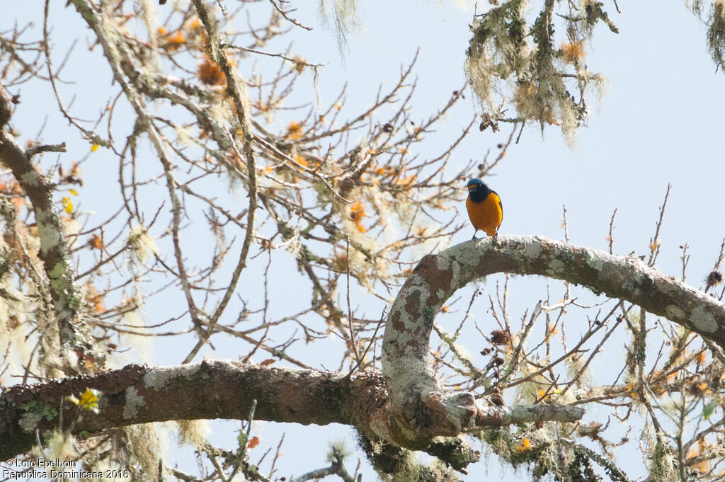 Hispaniolan Euphonia