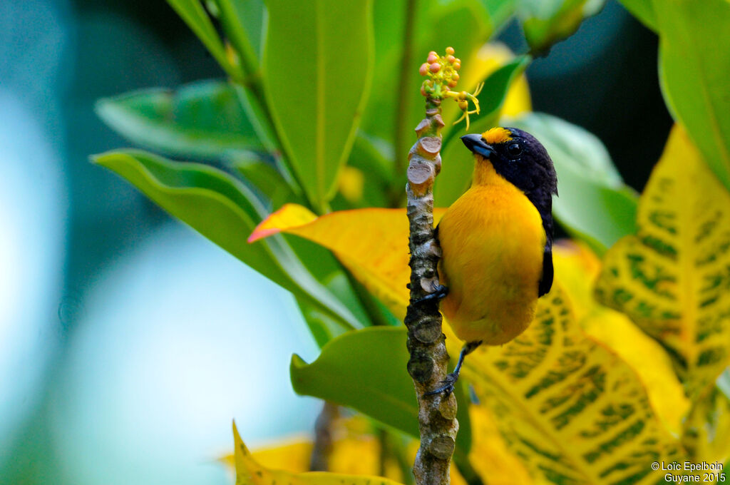 Violaceous Euphonia