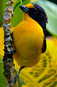 Violaceous Euphonia