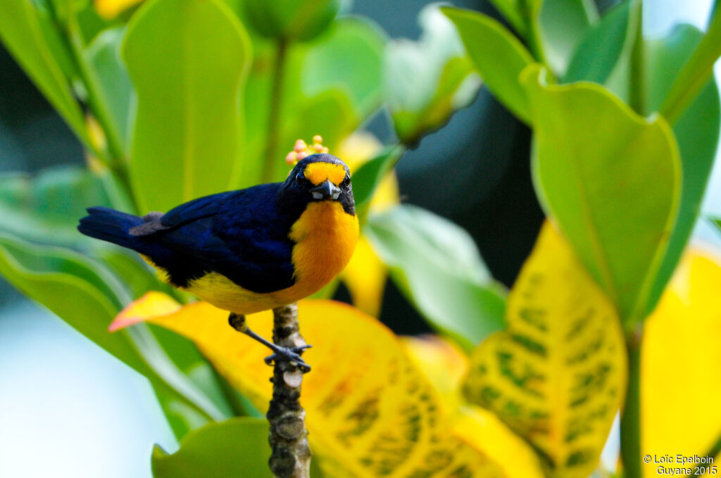 Violaceous Euphonia