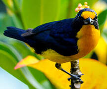 Violaceous Euphonia