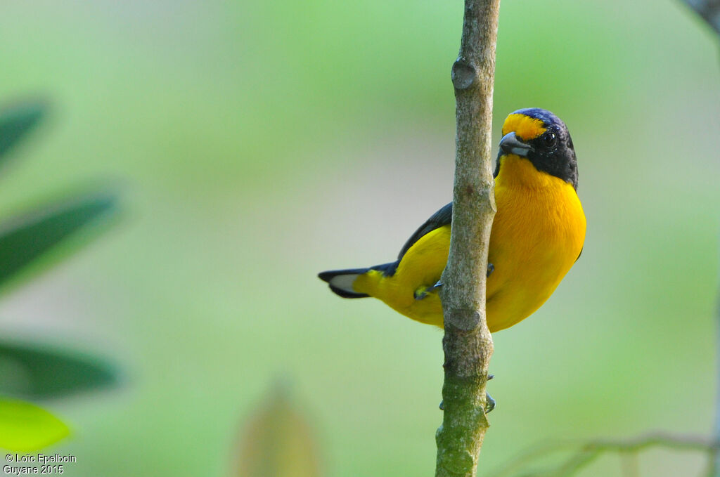 Violaceous Euphoniaadult