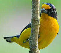 Violaceous Euphonia