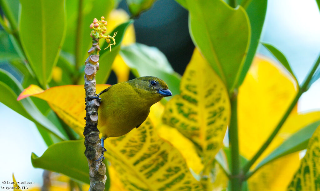 Violaceous Euphonia