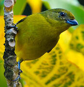 Violaceous Euphonia