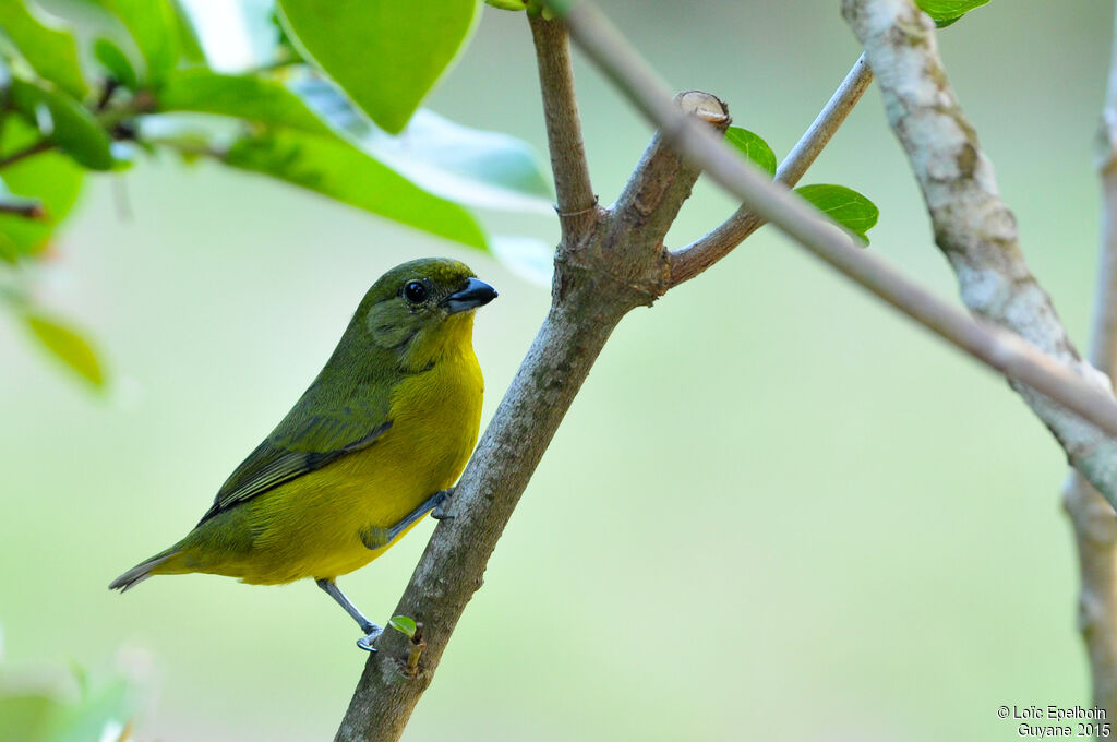 Violaceous Euphonia