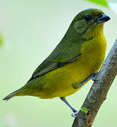 Violaceous Euphonia