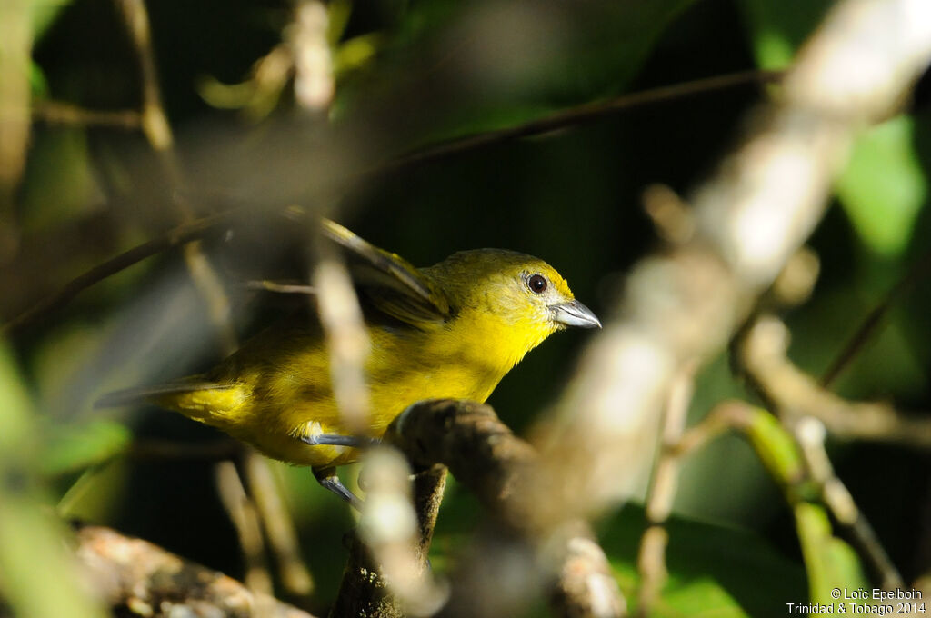 Violaceous Euphonia