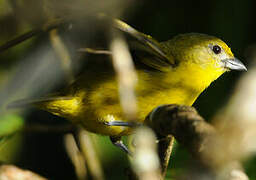 Violaceous Euphonia