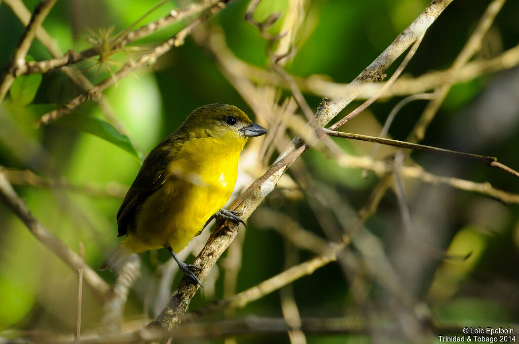 Violaceous Euphonia