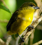 Violaceous Euphonia