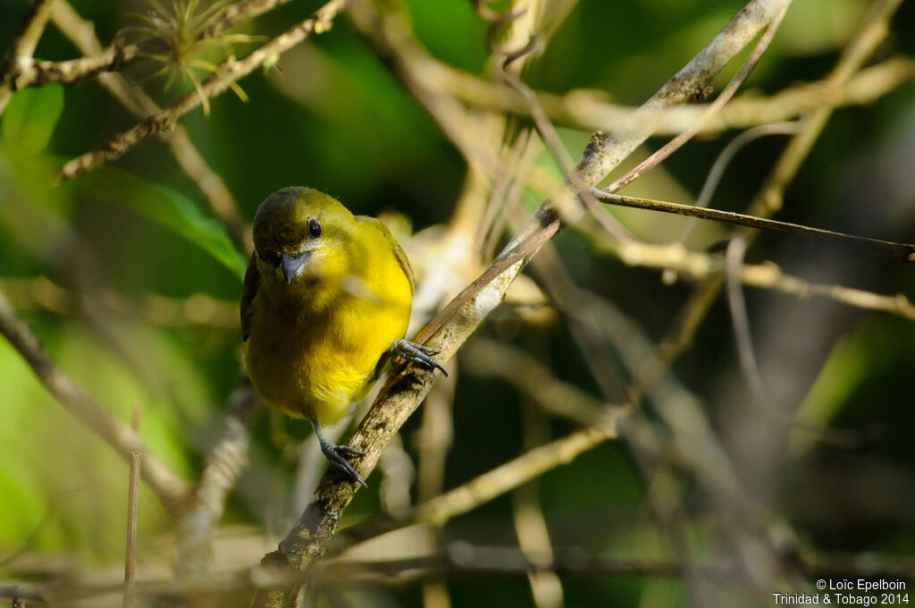 Violaceous Euphonia