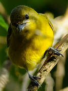 Violaceous Euphonia