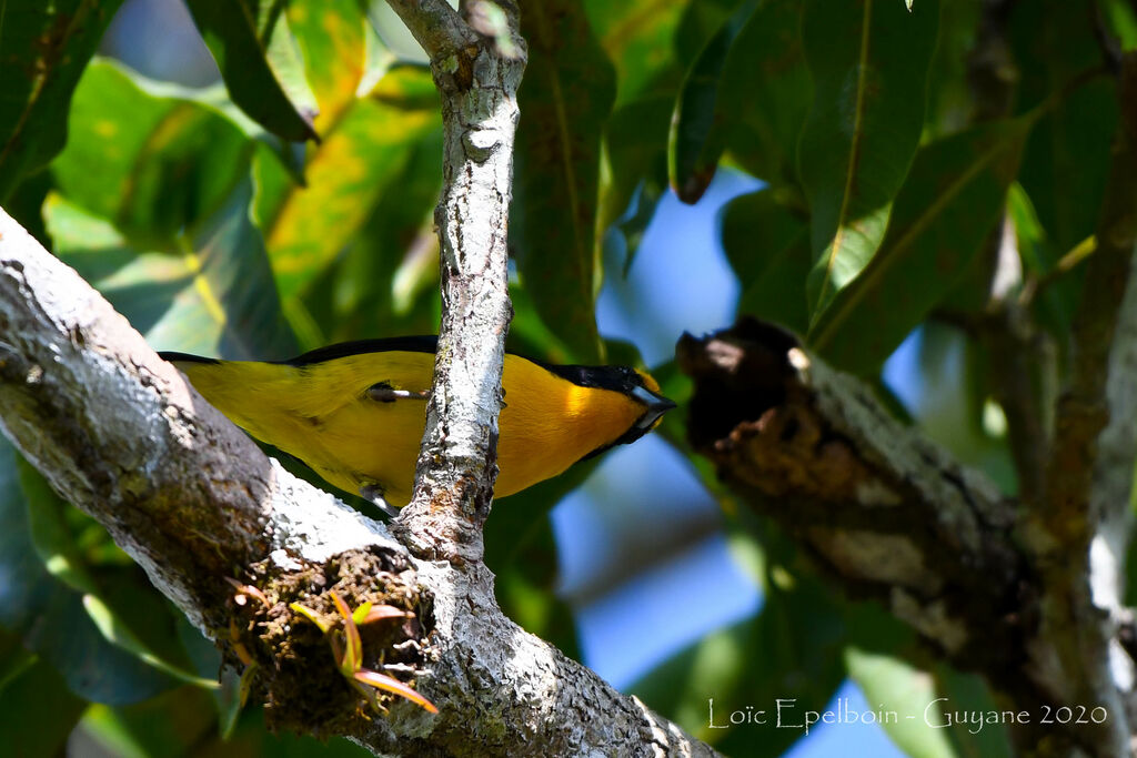 Violaceous Euphonia