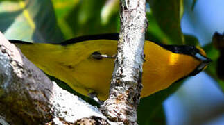 Violaceous Euphonia