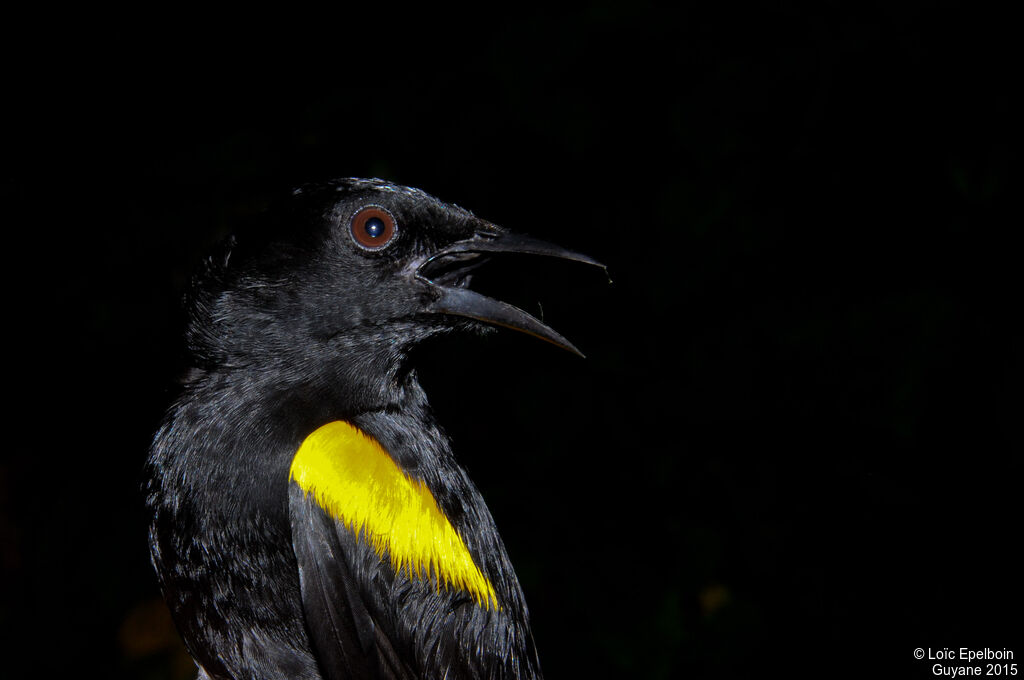 Oriole à épaulettes