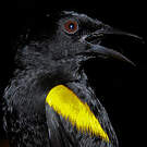 Oriole à épaulettes