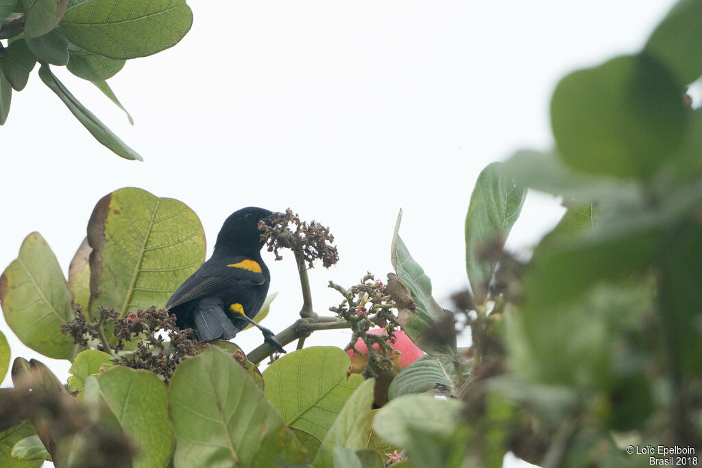 Oriole à galons