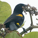 Oriole à galons