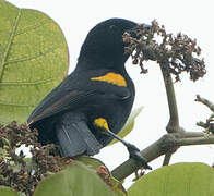 Oriole à galons