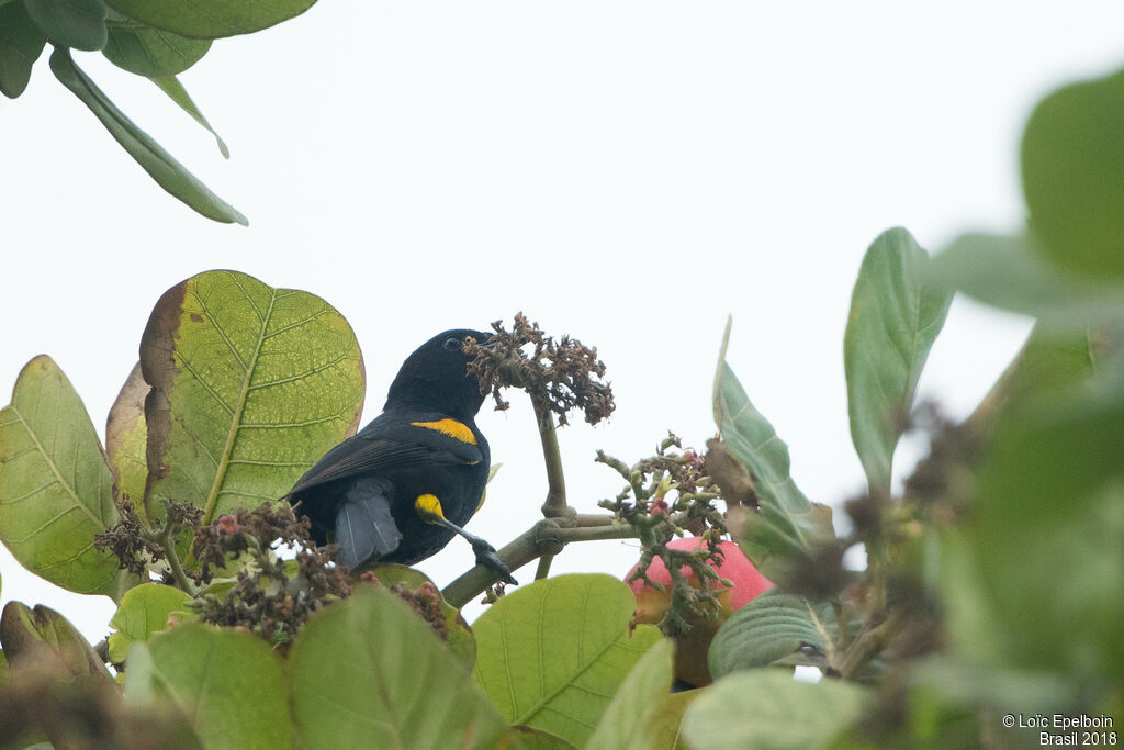 Oriole à galons