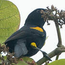 Oriole à galons