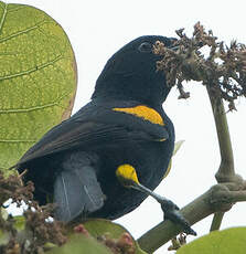 Oriole à galons