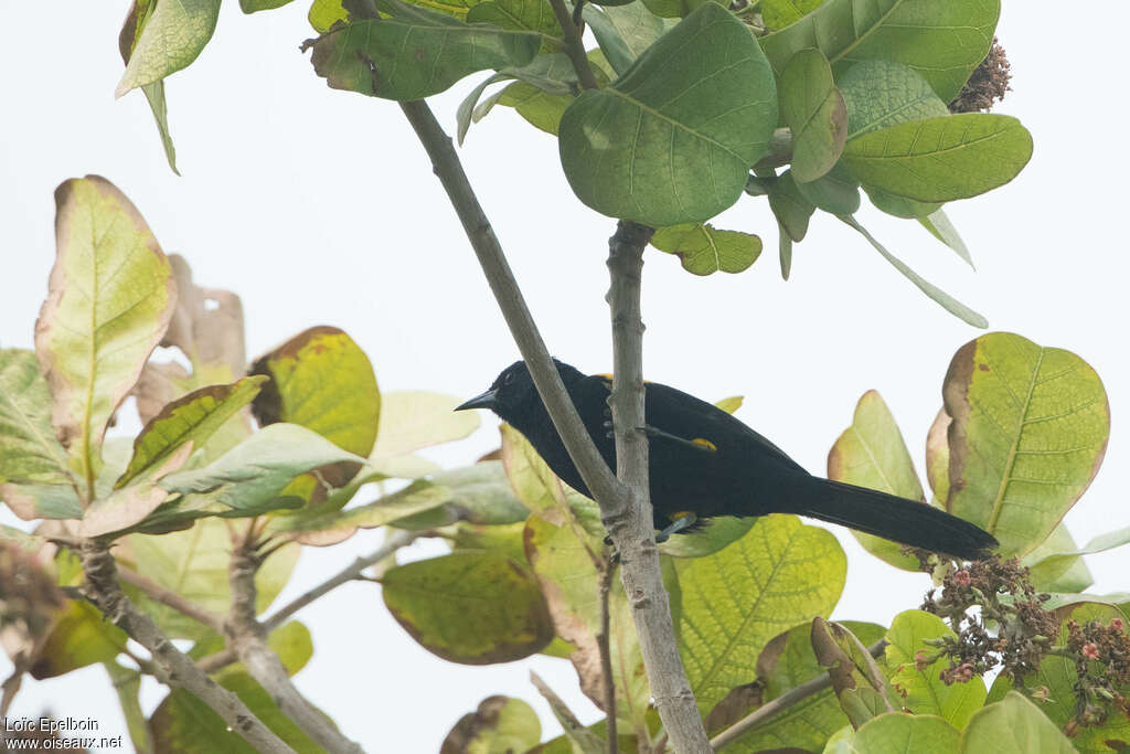 Oriole à galonsadulte, pigmentation