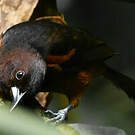 Oriole de la Martinique